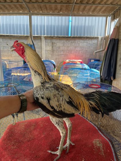 ไก่ชนพม่าหนุ่ม รูปที่ 9