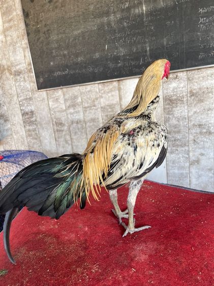 ไก่ชนพม่าหนุ่ม รูปที่ 6