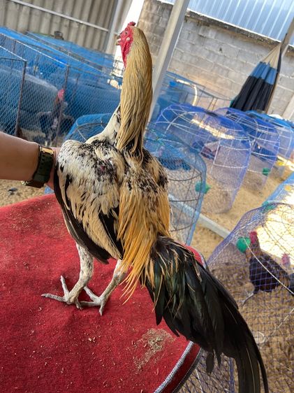 ไก่ชนพม่าหนุ่ม รูปที่ 10