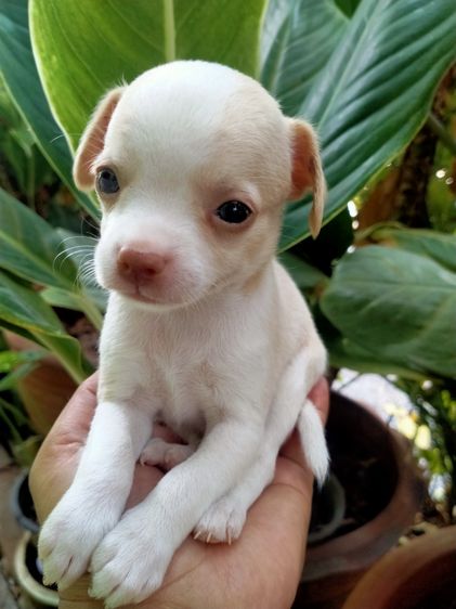 ชิวาว่า รูปที่ 3