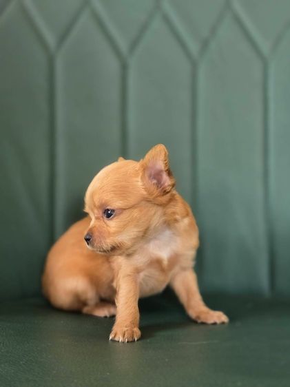 ชิวาว่า รูปที่ 2