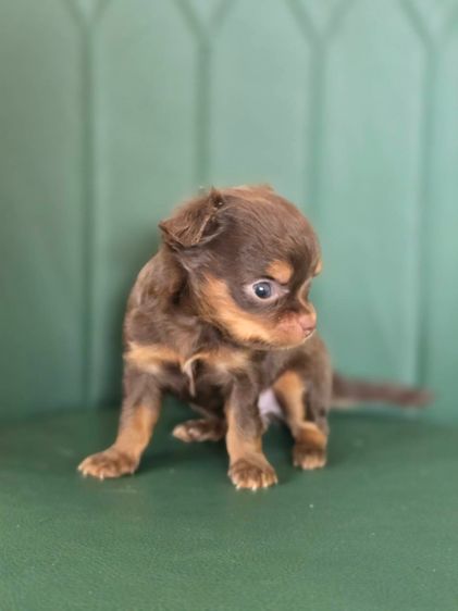 ชิวาว่า รูปที่ 5