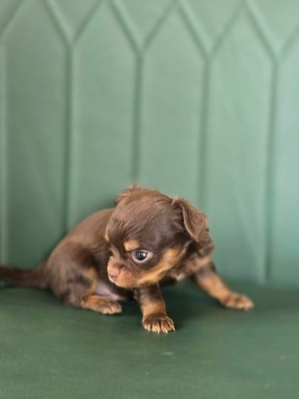 ชิวาว่า รูปที่ 6