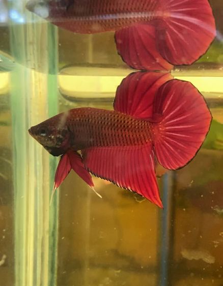 ปลากัดสวยงาม รูปที่ 8