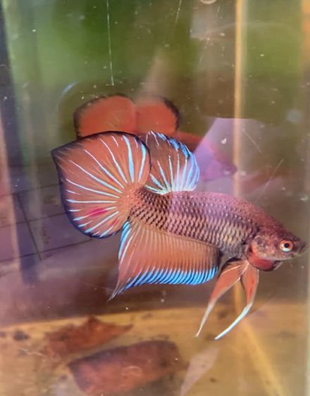 ปลากัดสวยงาม รูปที่ 9