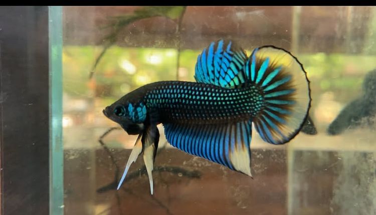 ปลากัดสวยงาม