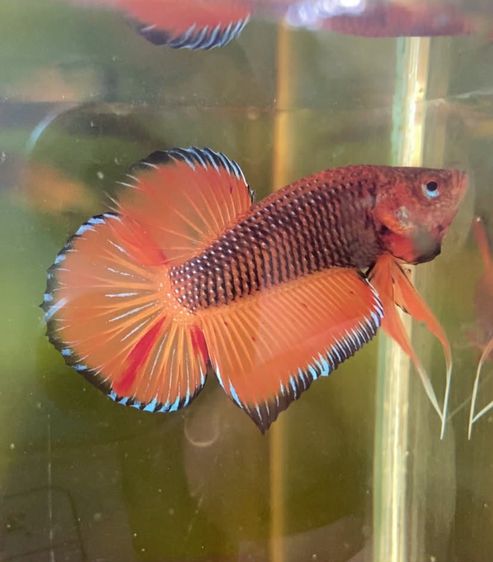 ปลากัดสวยงาม รูปที่ 6