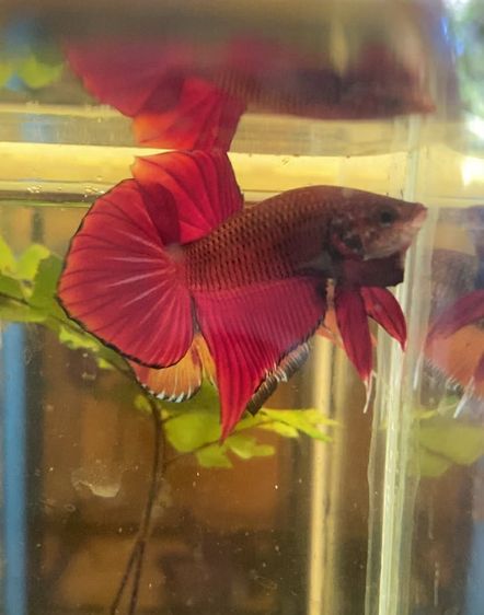 ปลากัดสวยงาม รูปที่ 7