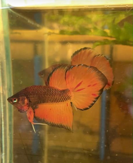 ปลากัดสวยงาม รูปที่ 4