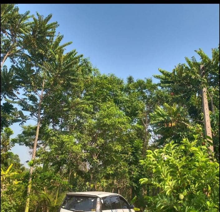 (ขายที่ดินสวย) 1 ไร่ 1 งาน 40 ตารางวา สวนเกษตรอินทรีย์ บรรยากาศดี ใกล้ตลาดน้ำสามวัง พนัสนิคม ชลบุรี รูปที่ 4