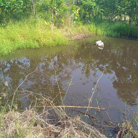 (ขายที่ดินสวย) 1 ไร่ 1 งาน 40 ตารางวา สวนเกษตรอินทรีย์ บรรยากาศดี ใกล้ตลาดน้ำสามวัง พนัสนิคม ชลบุรี รูปที่ 3