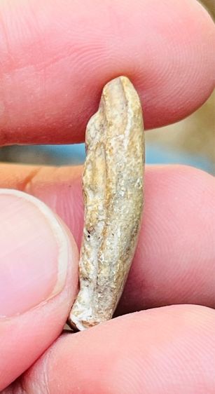 พระสิวลี หลวงพ่อกวย รูปที่ 5