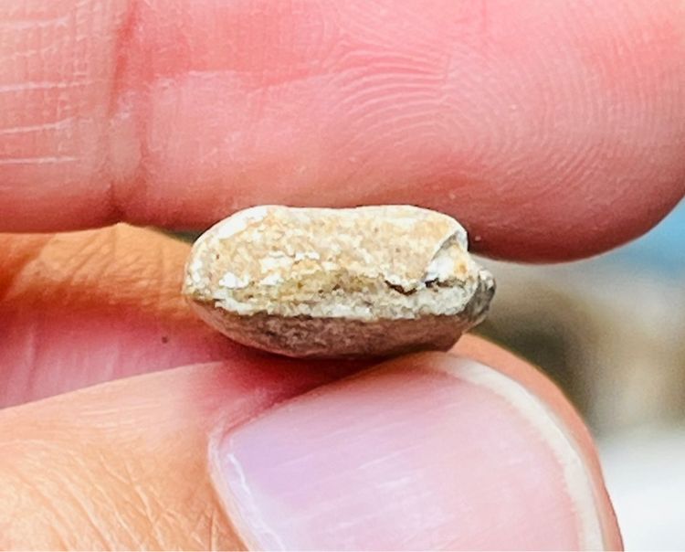 พระสิวลี หลวงพ่อกวย รูปที่ 4