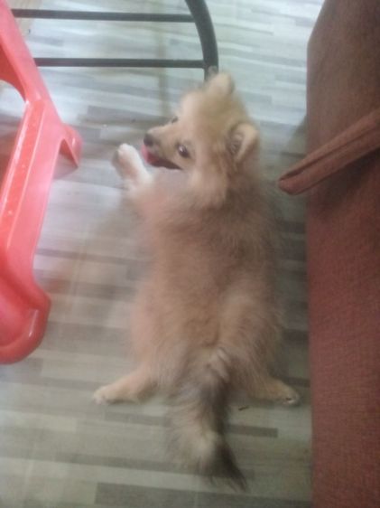 น้องปอมหาบ้าน รูปที่ 5