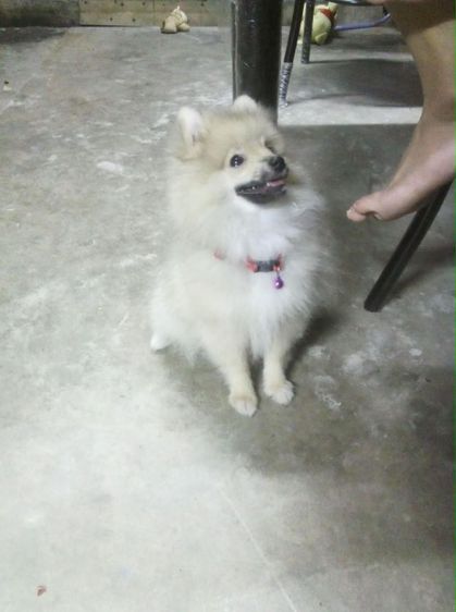 น้องปอมหาบ้าน