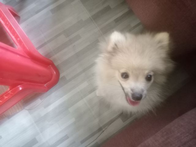 น้องปอมหาบ้าน รูปที่ 2
