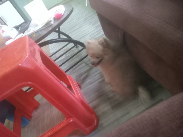 น้องปอมหาบ้าน รูปที่ 6