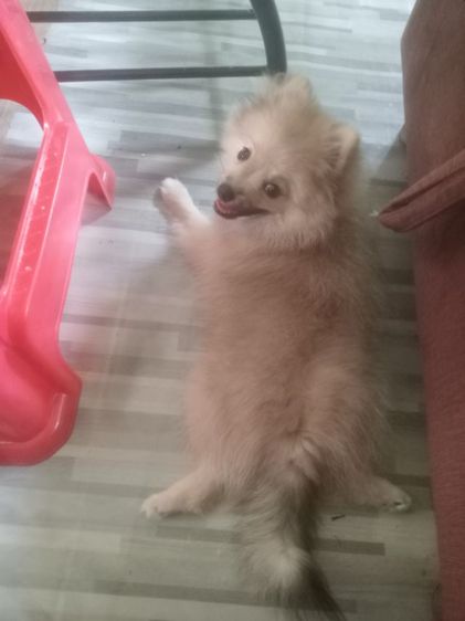 น้องปอมหาบ้าน รูปที่ 4