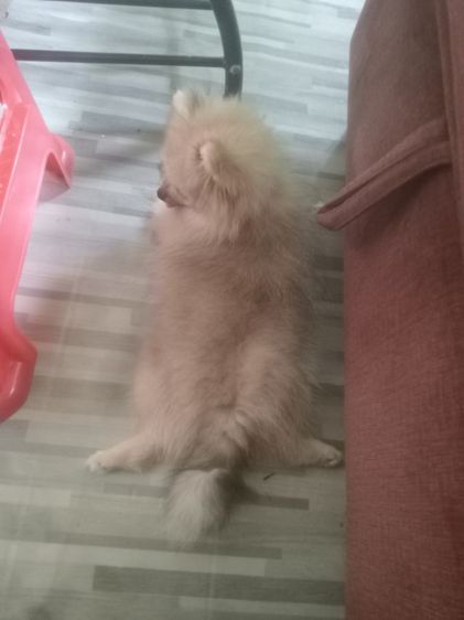 น้องปอมหาบ้าน รูปที่ 3