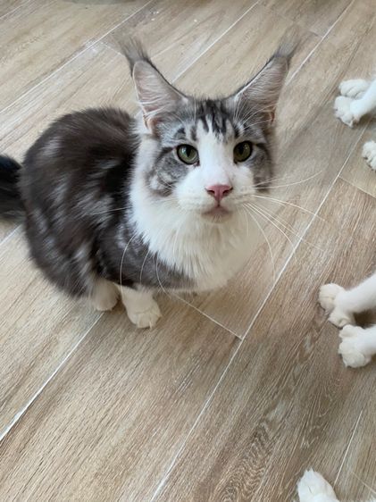 เมนคูนแท้