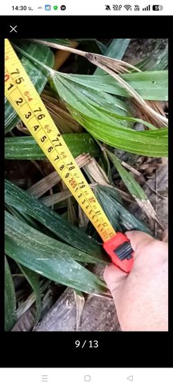 ขายศาลาไม้เก่าราคาถูก รูปที่ 7