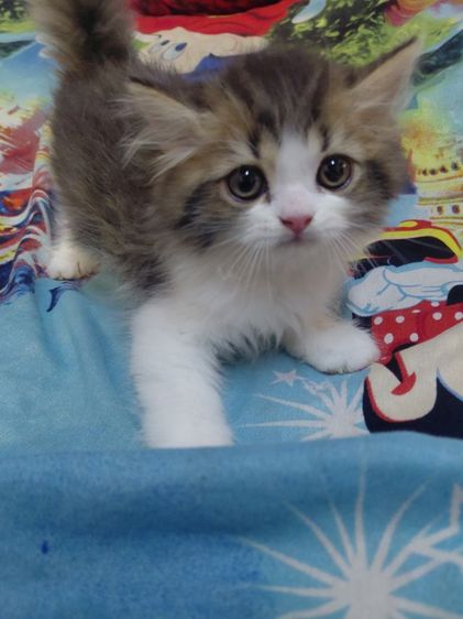 แมวเปอร์เซีย รูปที่ 3