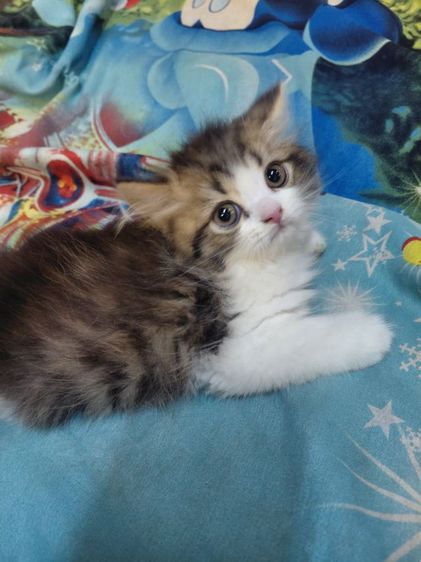 แมวเปอร์เซีย รูปที่ 2