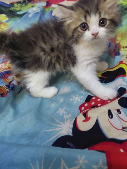 แมวเปอร์เซีย