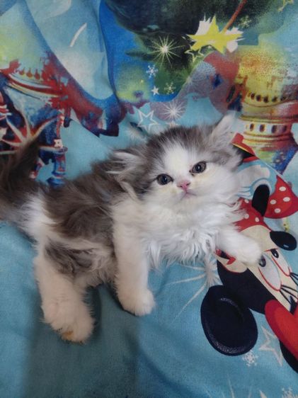 แมวเปอร์เซีย รูปที่ 4