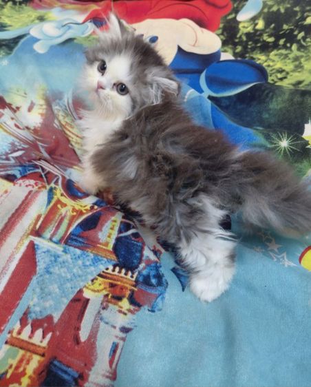 แมวเปอร์เซีย รูปที่ 3