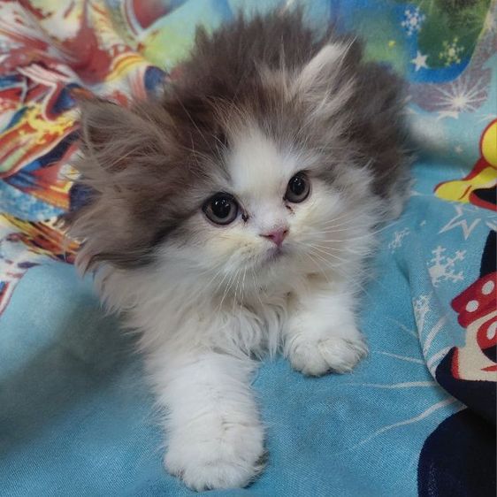 แมวเปอร์เซีย