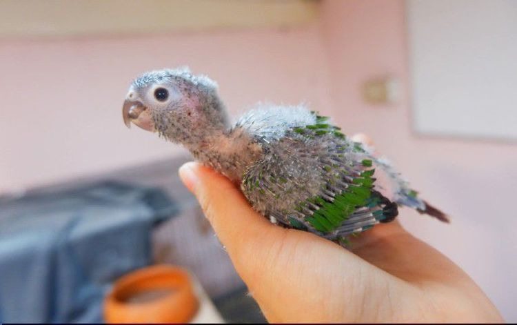 ลูกป้อนกรีนชีค สีนอมอล