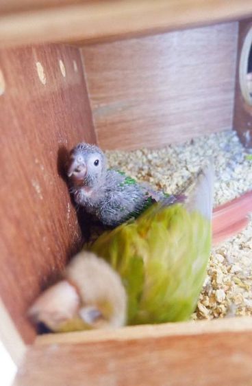 ลูกป้อนกรีนชีค สีนอมอล รูปที่ 2