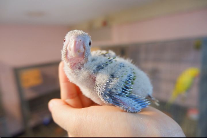 ลูกป้อนกรีนชีค สีชินนาม่อน