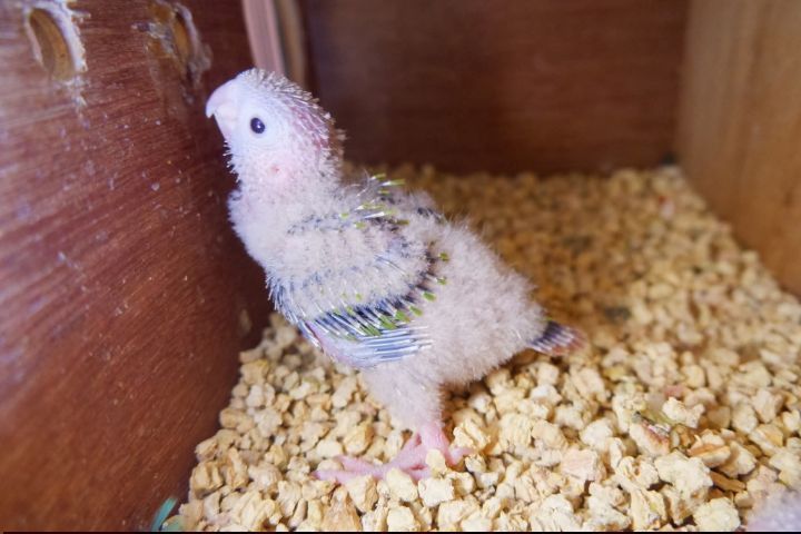 ลูกป้อนกรีนชีค สีชินนาม่อน รูปที่ 2