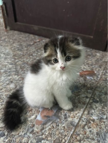 หารบ้านใหม่ค่ะ รูปที่ 4