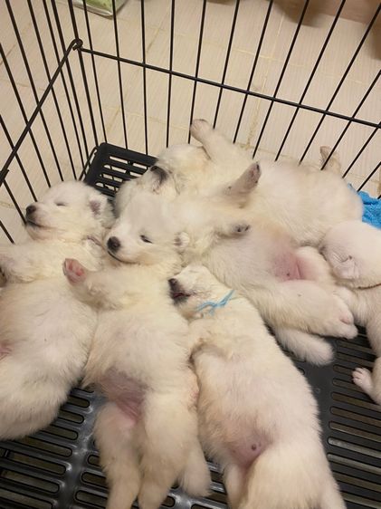 ลูกสุนัขพันธุ์ซามอยด์  รูปที่ 6