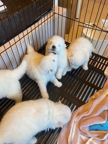 กลาง ลูกสุนัขพันธุ์ซามอยด์ 