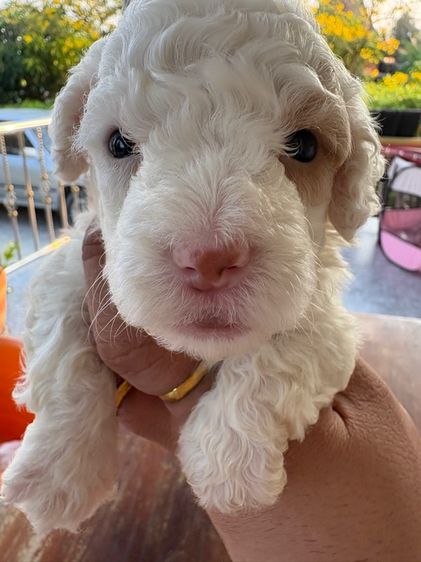 พุดเดิ้ลเพศผู้ รูปที่ 2