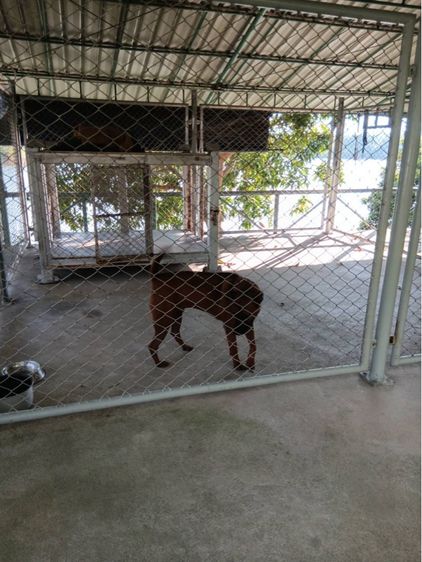 ไทยหลังอาน รูปที่ 3