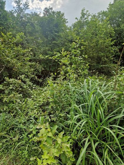 ที่ดินเปล่า รูปที่ 3