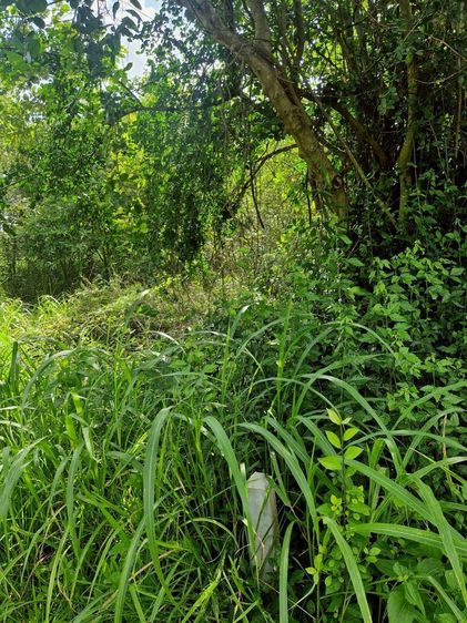 ที่ดินเปล่า รูปที่ 4