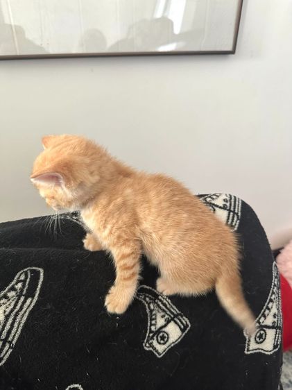แมวส้ม 🍊 สก็อตติช โฟลด์ - Scottish Fold (ลูกแมว) รูปที่ 2