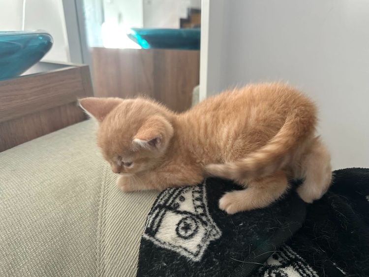 แมวส้ม 🍊 สก็อตติช โฟลด์ - Scottish Fold (ลูกแมว) รูปที่ 5