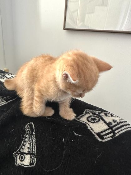 แมวส้ม 🍊 สก็อตติช โฟลด์ - Scottish Fold (ลูกแมว) รูปที่ 3