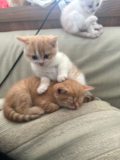 แมวส้ม 🍊 สก็อตติช โฟลด์ - Scottish Fold (ลูกแมว) รูปที่ 4