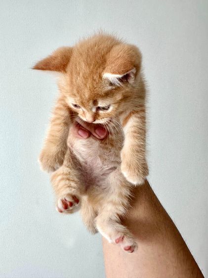 แมวส้ม 🍊 สก็อตติช โฟลด์ - Scottish Fold (ลูกแมว) รูปที่ 8