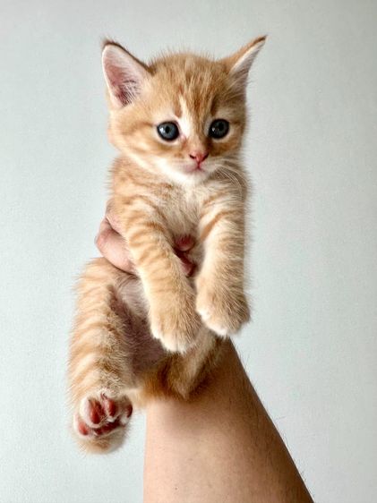 แมวส้ม 🍊 สก็อตติช โฟลด์ - Scottish Fold (ลูกแมว) รูปที่ 6