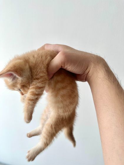 แมวส้ม 🍊 สก็อตติช โฟลด์ - Scottish Fold (ลูกแมว) รูปที่ 7