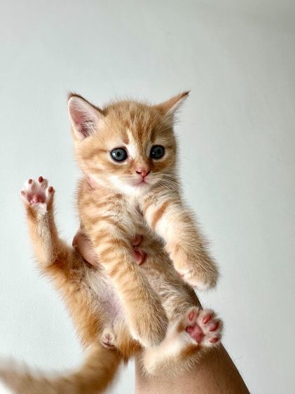 แมวส้ม 🍊 สก็อตติช โฟลด์ - Scottish Fold (ลูกแมว)